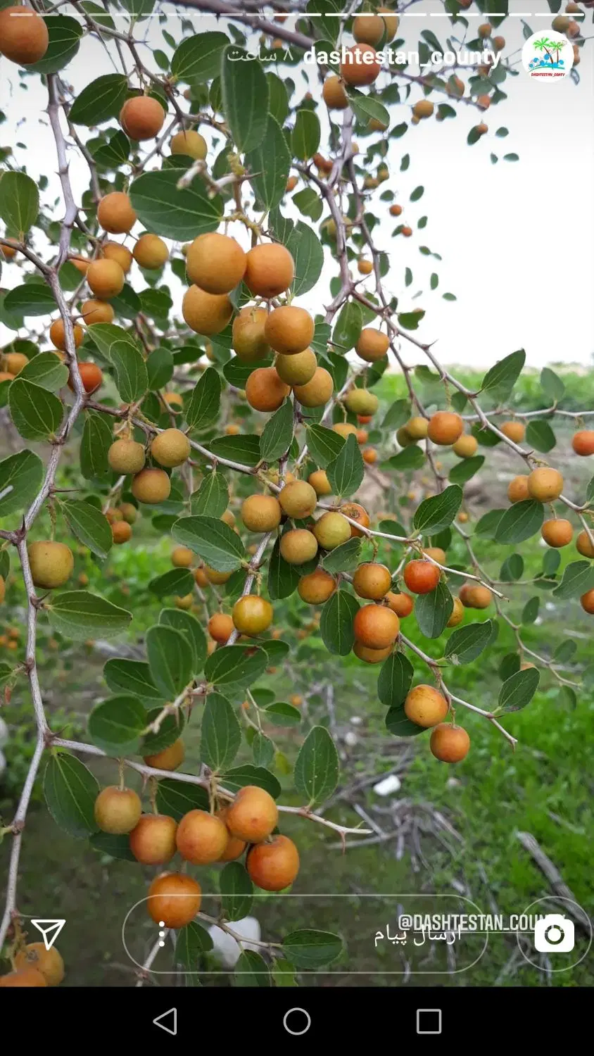 زمین تک برگ لب خیابان شاهزاده ابراهیم