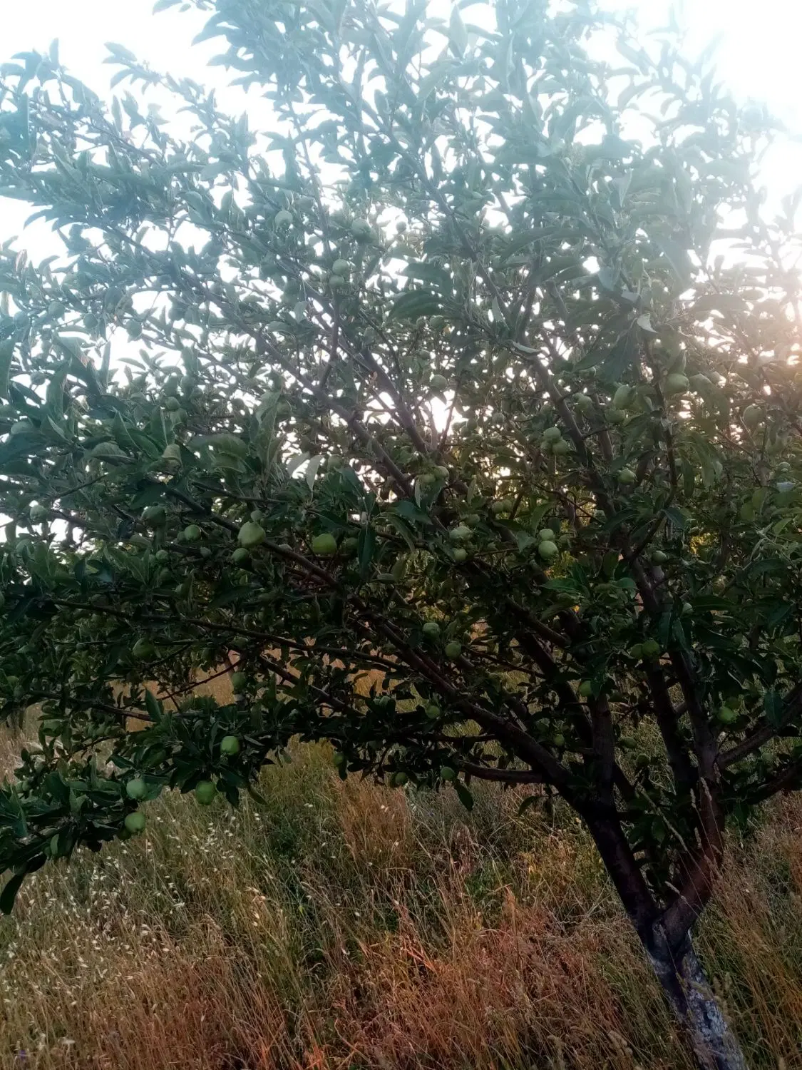 معاوضه باغ ۲۰۰۰ متری در اسپیران (کوی معدن یولی )