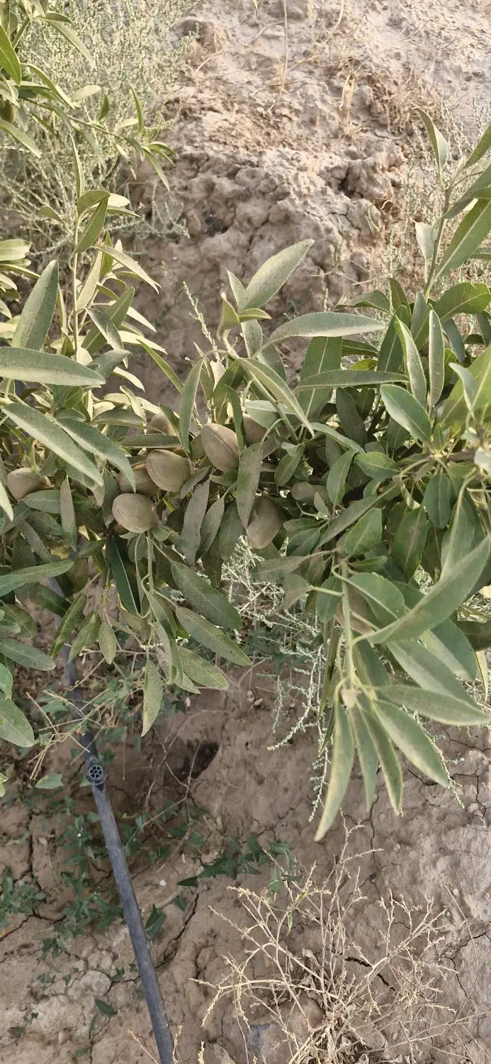 باغ ۲۰۰۰ متری سند دار در روستای گازرسنگ