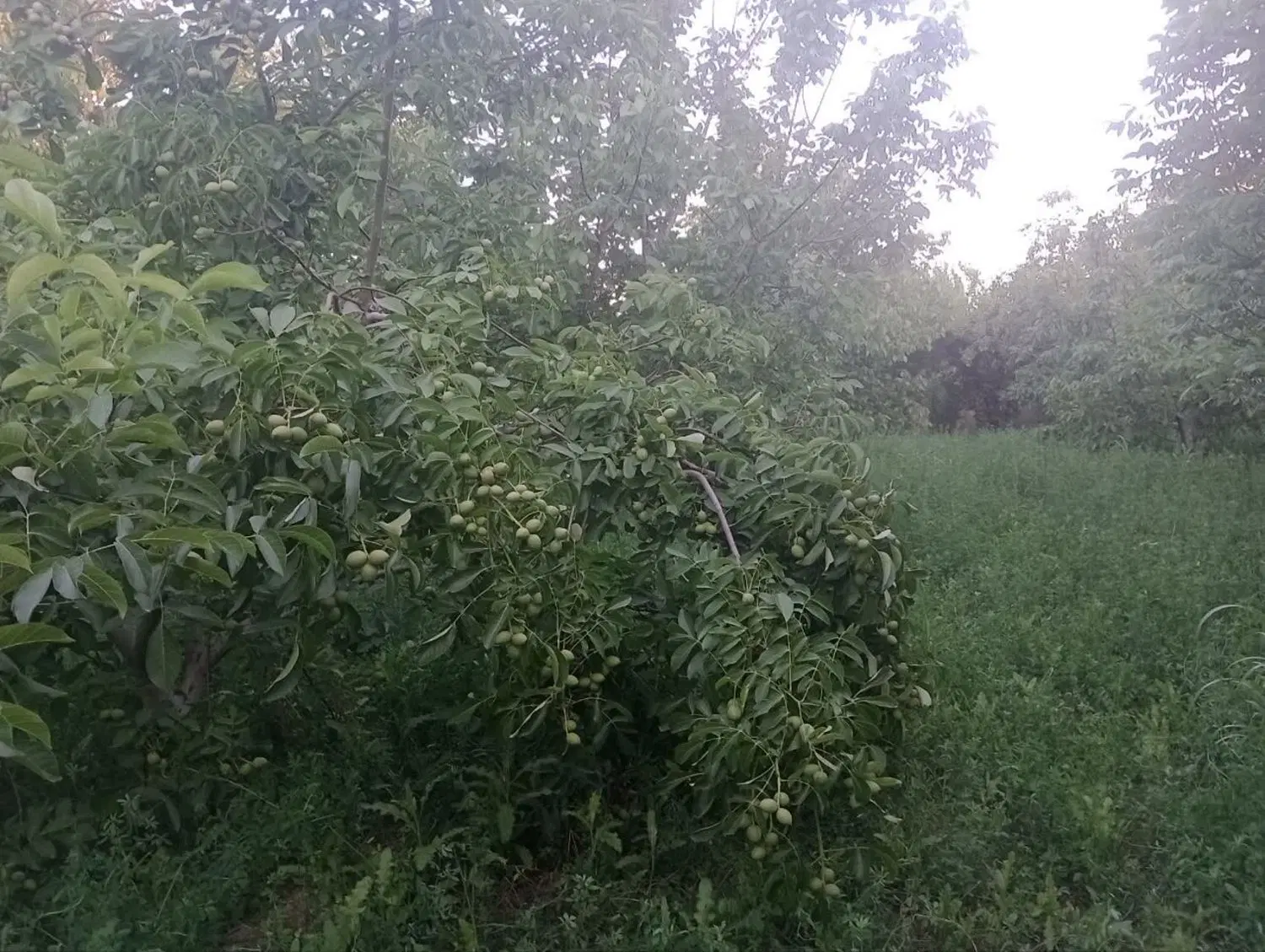 باغچه گردو