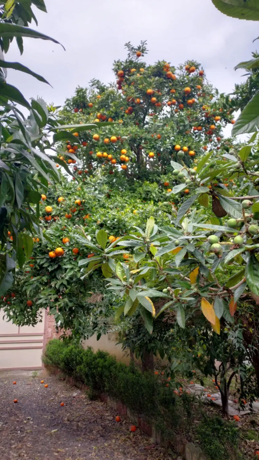 فروش زمین