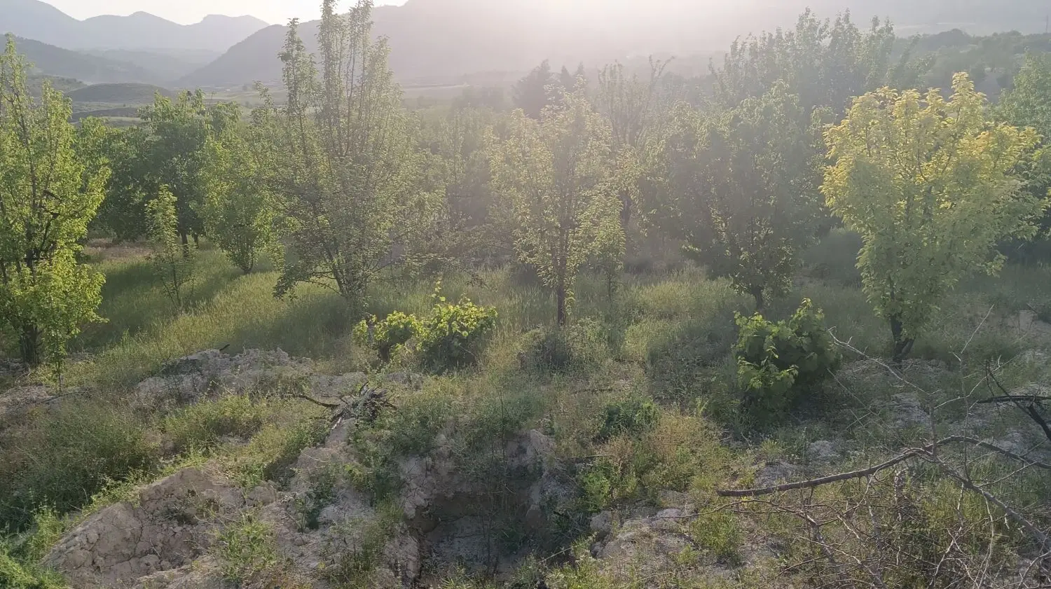 باغ ثمری فیروز اباد