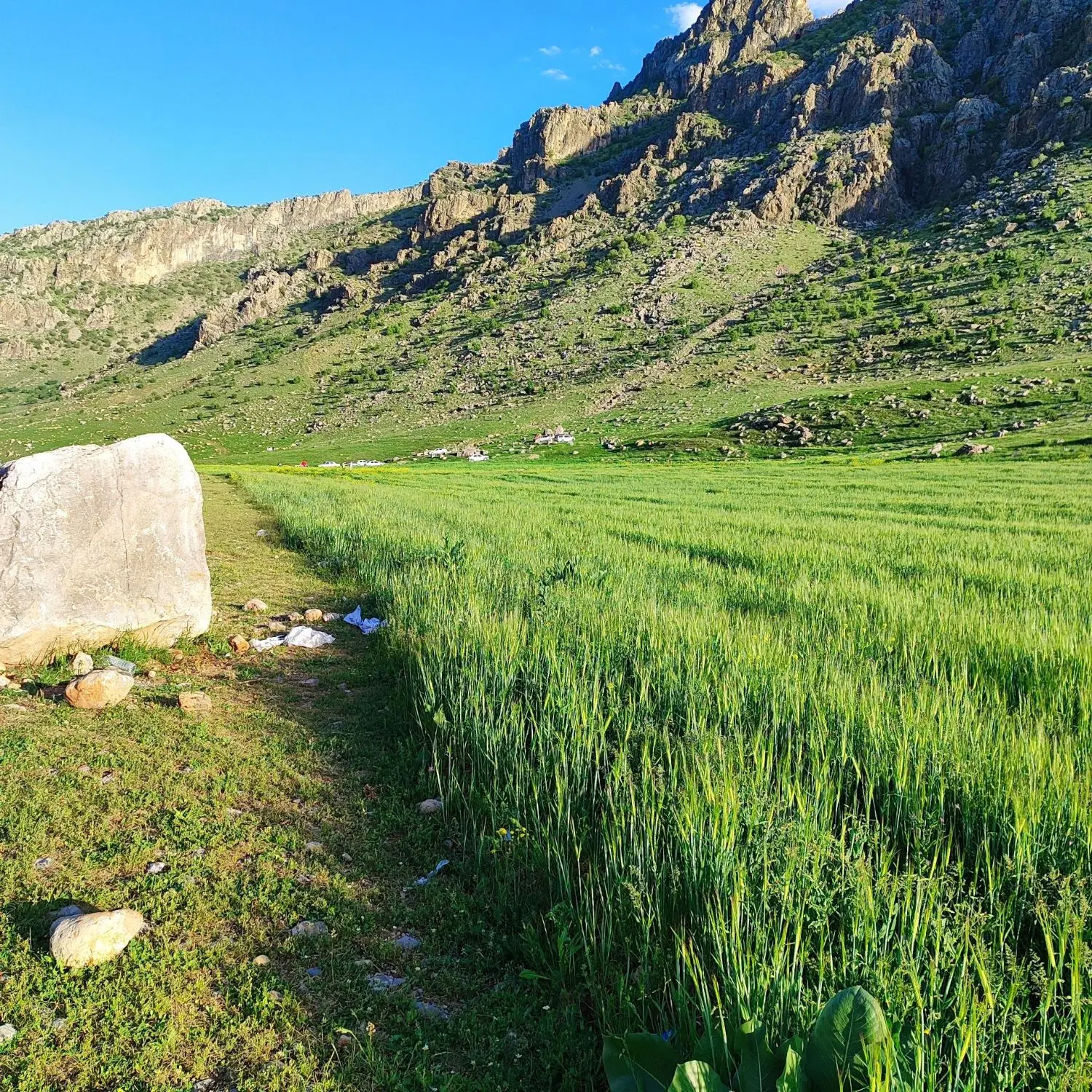 زمین کشاورزی