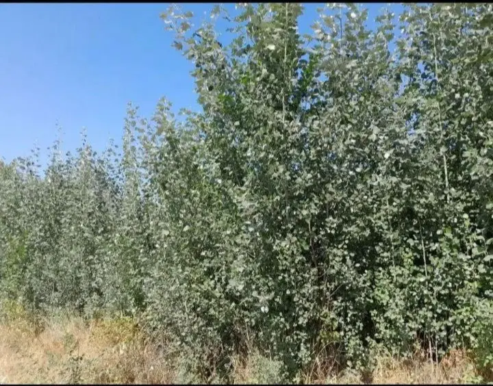 فروش بیشه زار ( مشه ) در روستای بدلبو