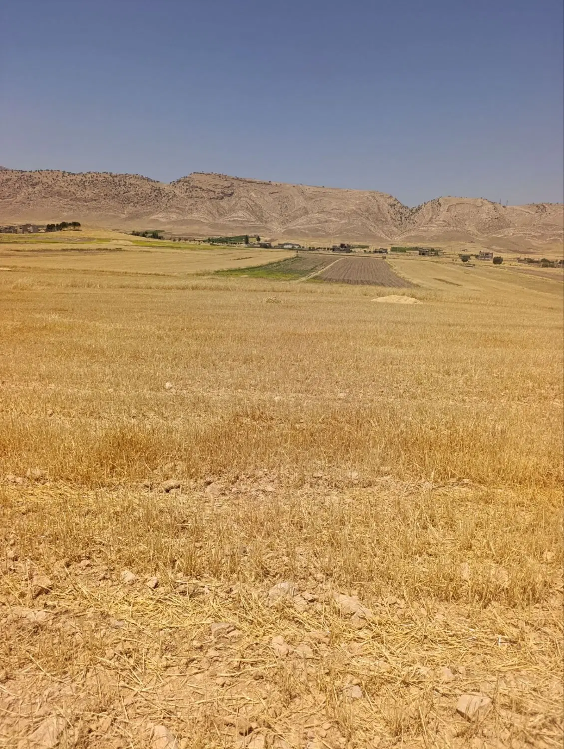 زمین کشاورزی(آبی)شهر زرنه