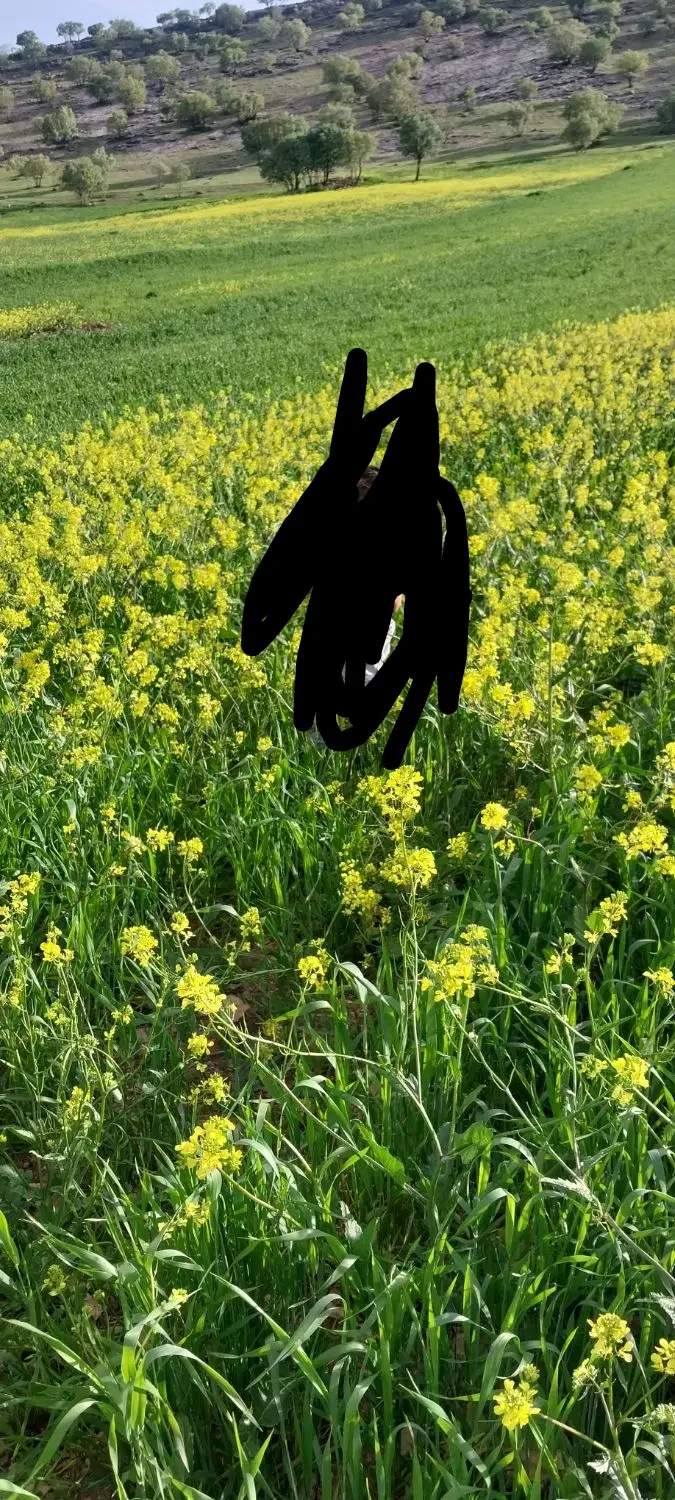زمین زراعی جهت باغ ویلا