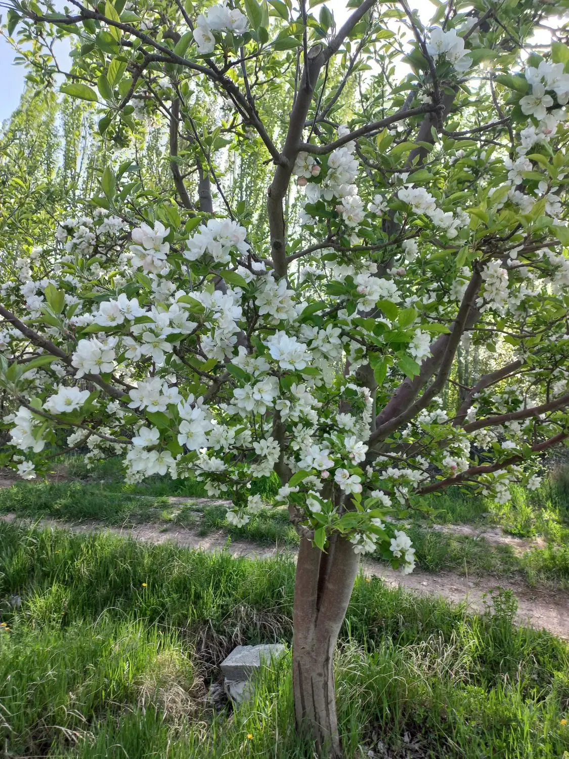 باغ در اهر منطقه گرنگاه