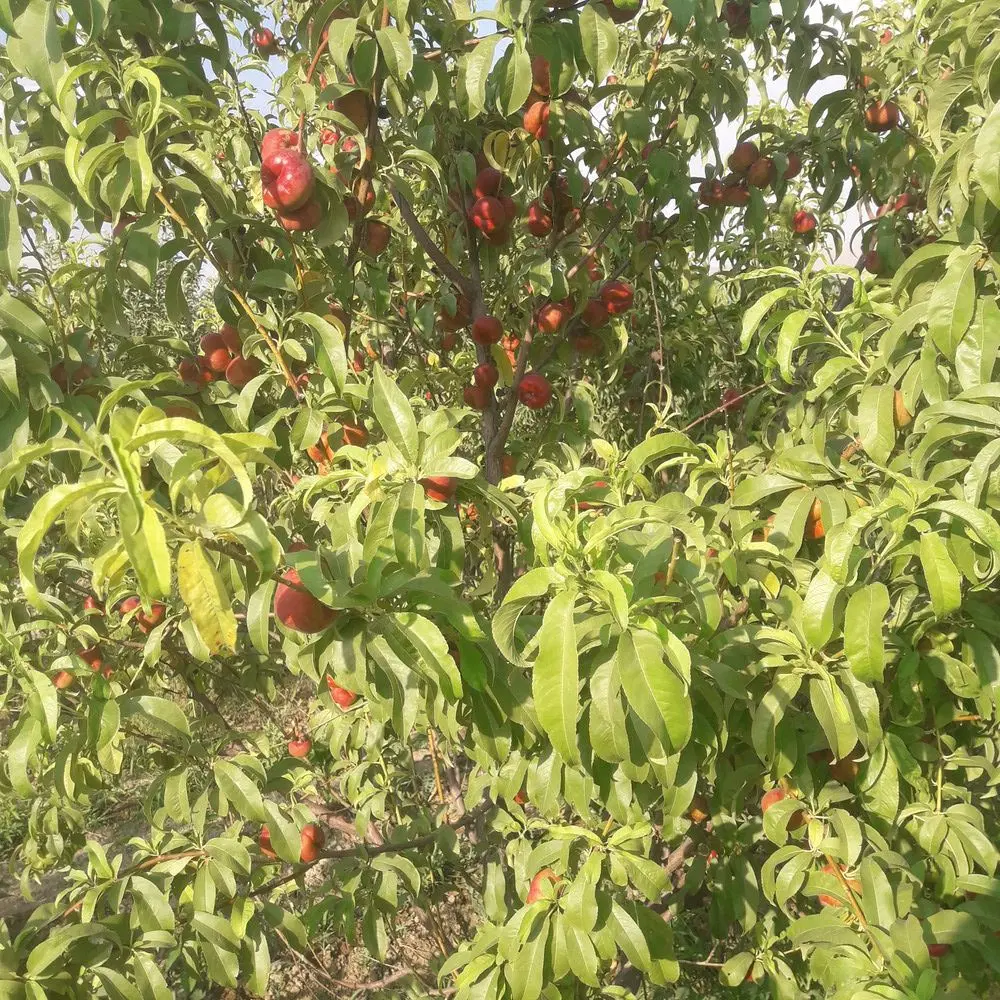 باغ نزدیک شهر با موقعیت خیلی خوب