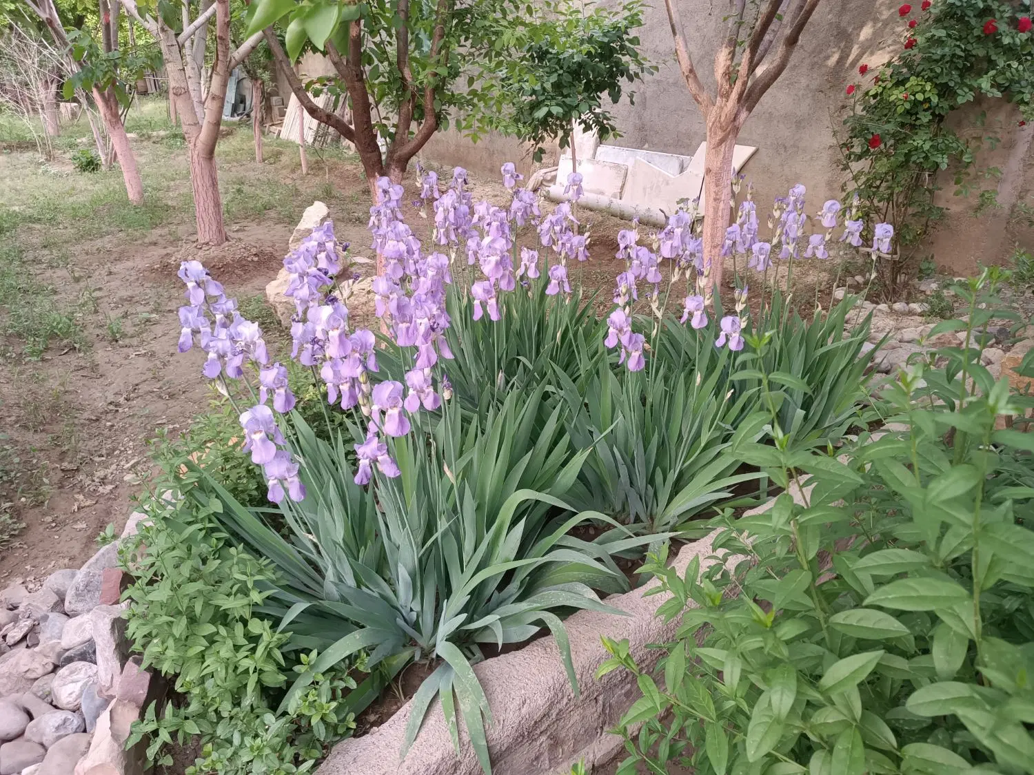 باغ ۵۳۰ متری
