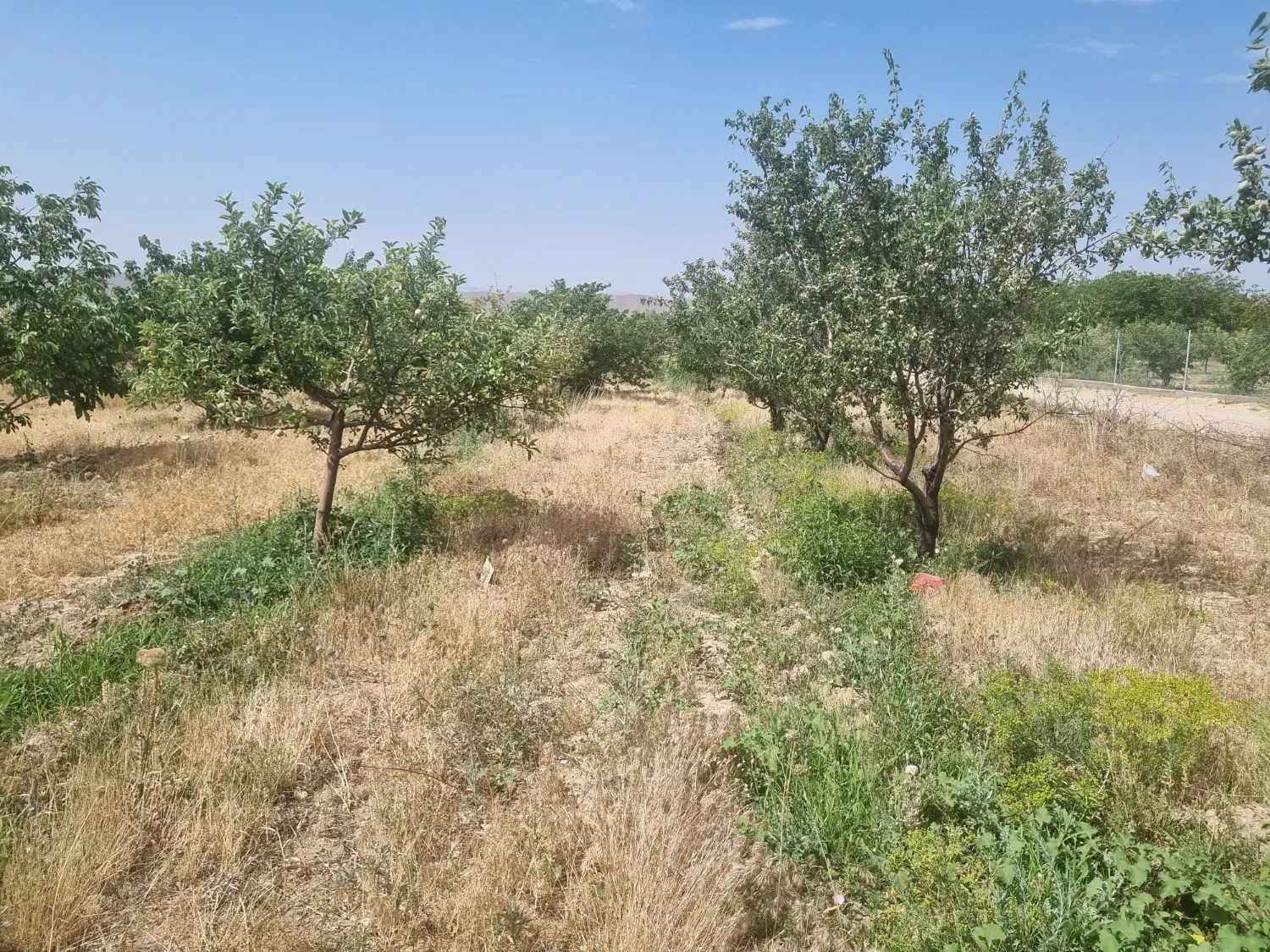 زمین برای باغ