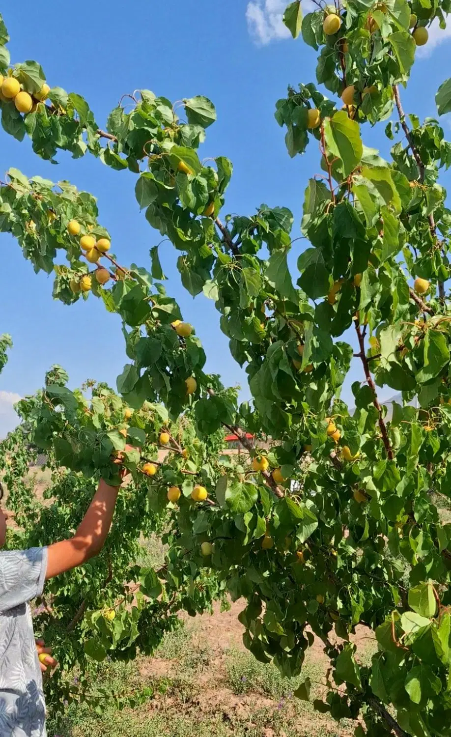 باغ باغچه راهجرد
