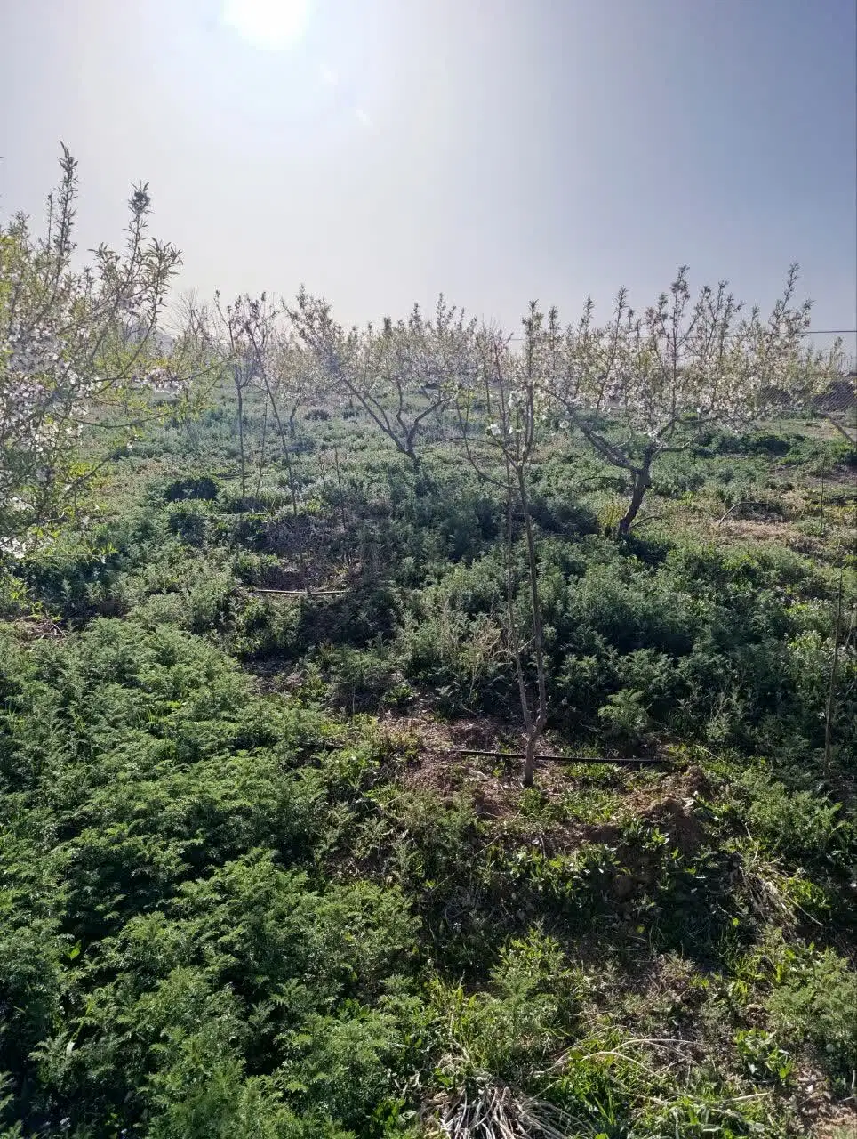باغ
