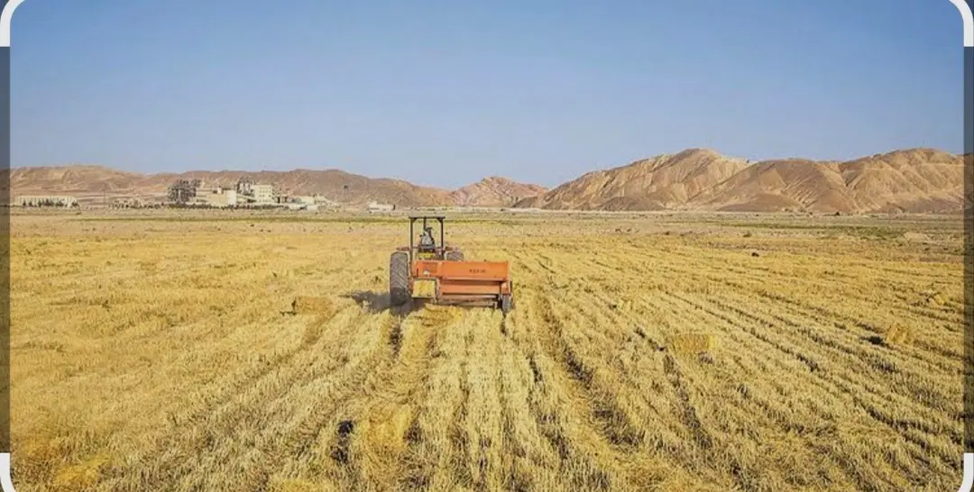 زمین کشاورزی