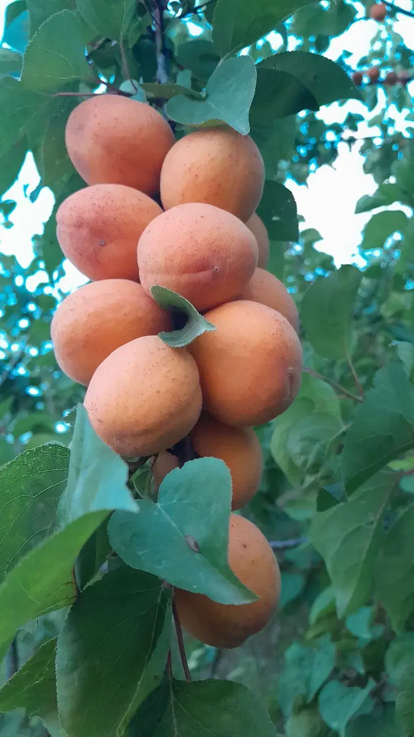 باغ اماده ۲۰۰ متری محدوده صیاد پشت توانبخشی توشن