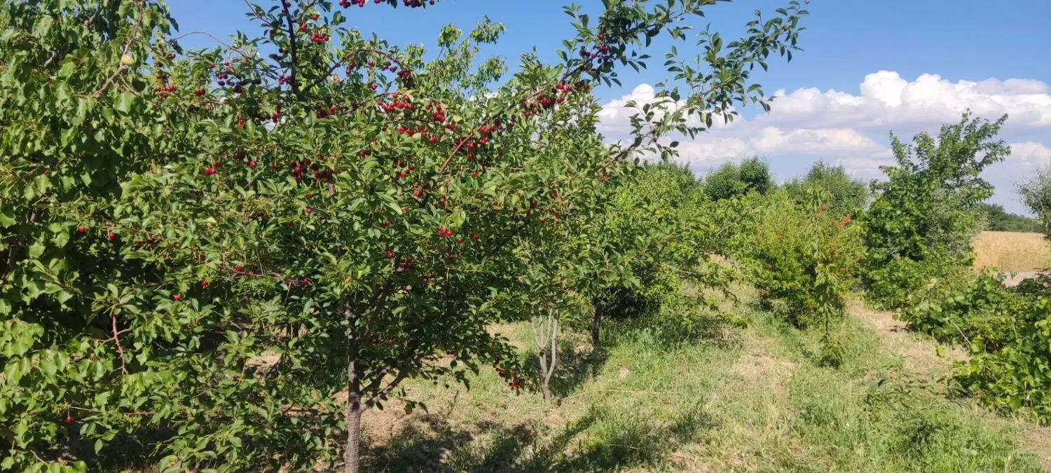 فروش باغ در شبستر (غلاملو) دارای آب نزدیک تبریز