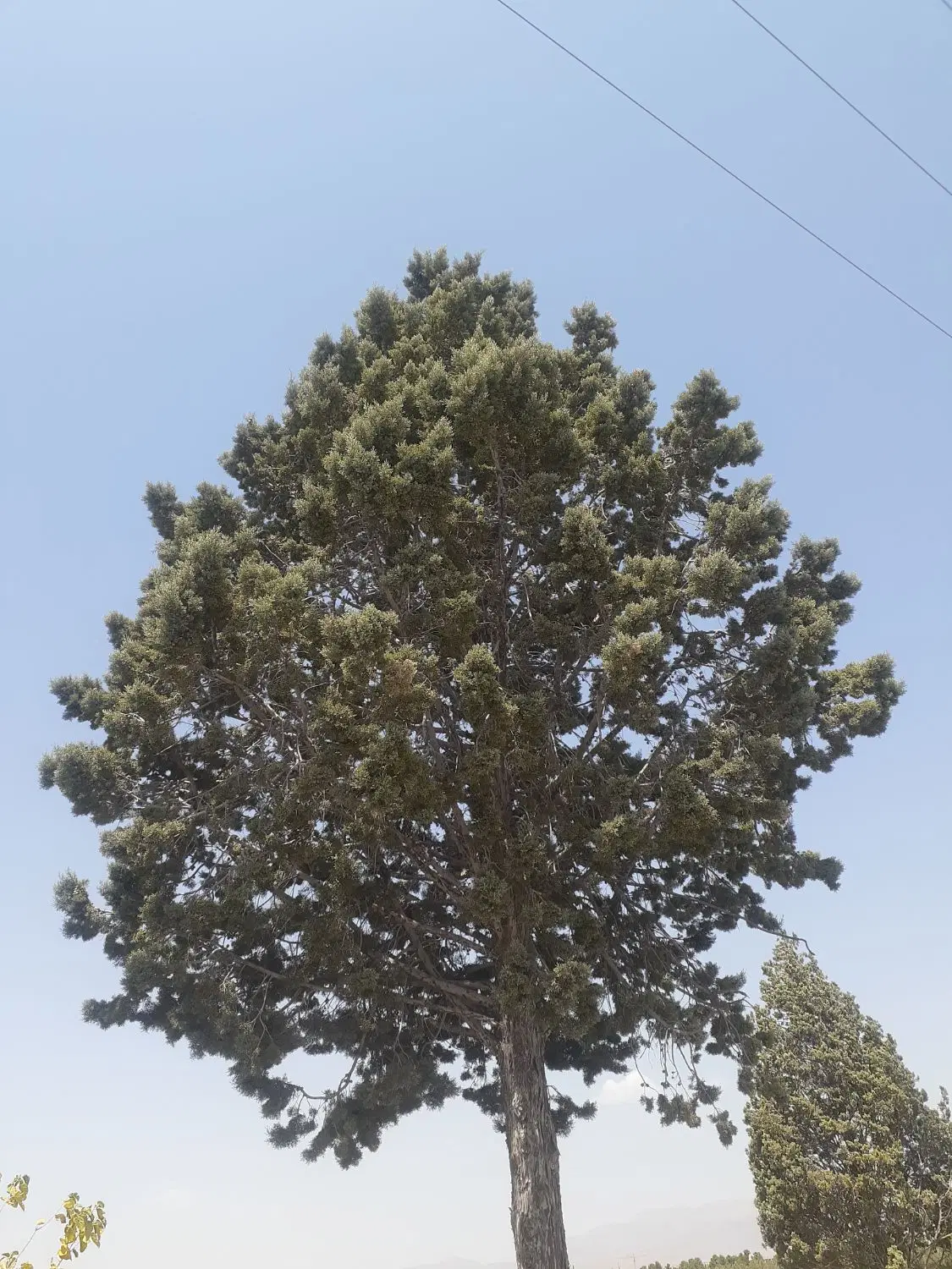 خانه باغ روستای کاریزک مناسب خانواده کوچک