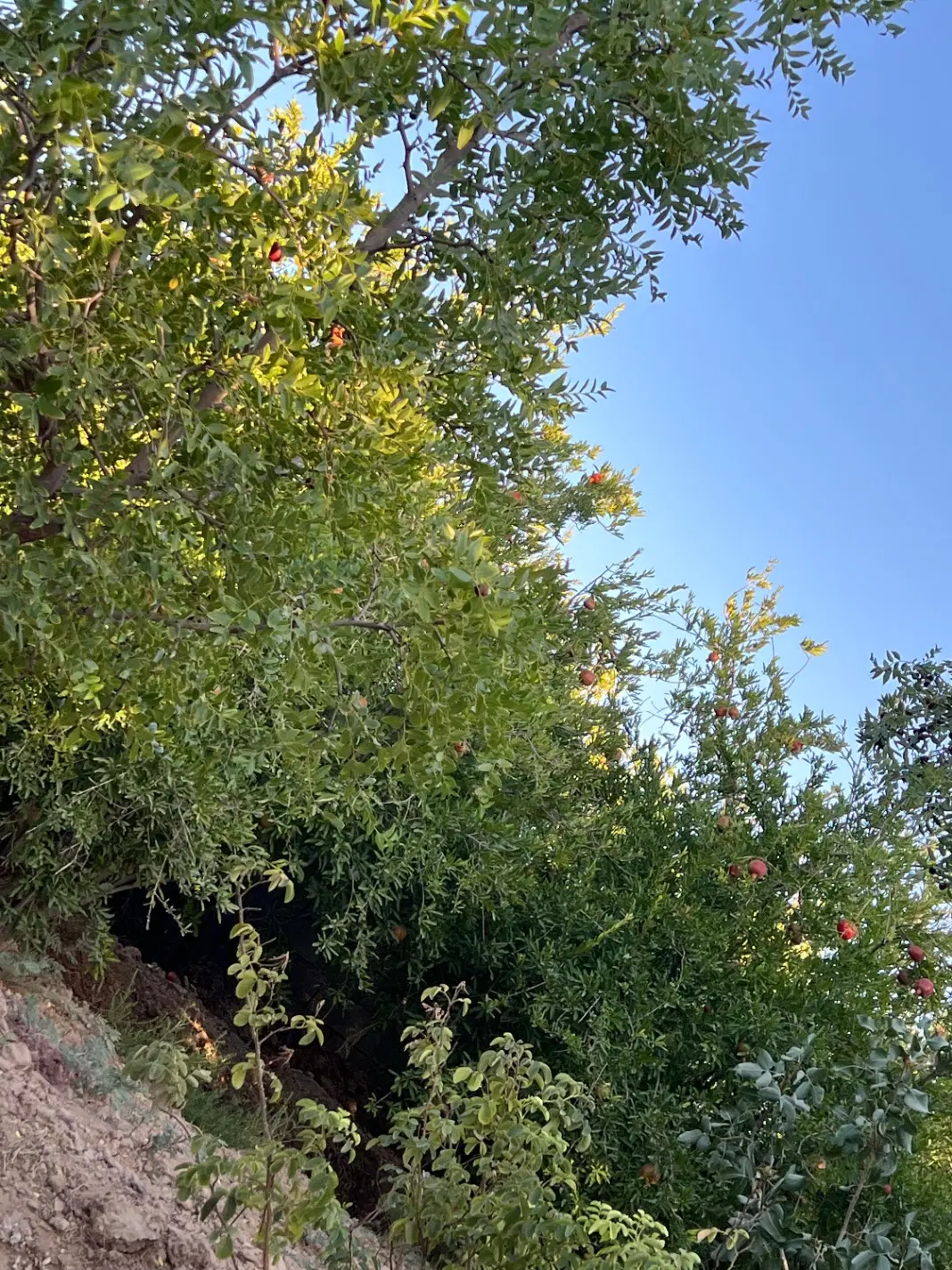 باغ در روستای معصوم اباد