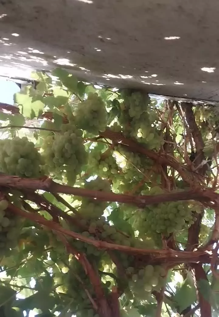 زمین باغی