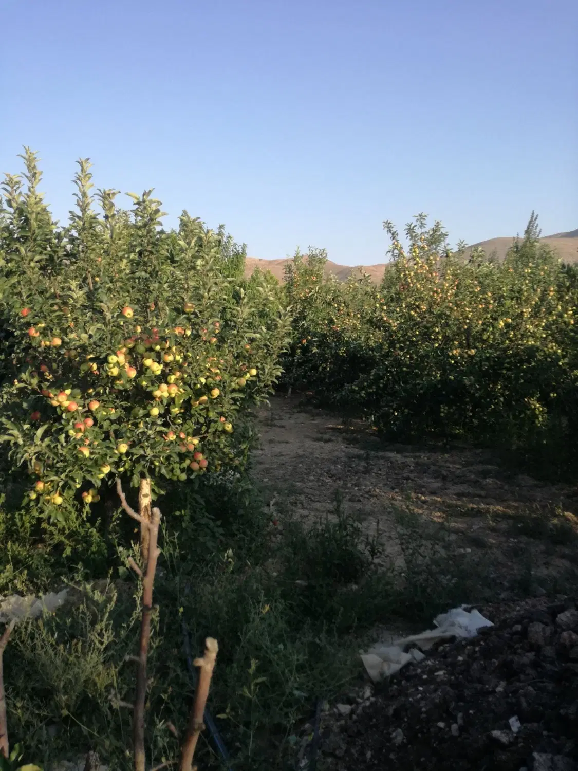 فروش باغ