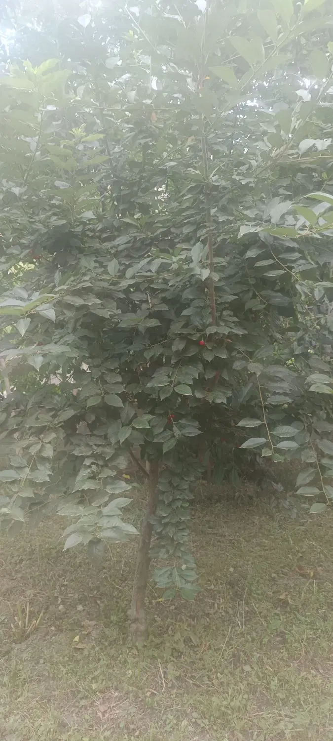 زمین در روستای هویر