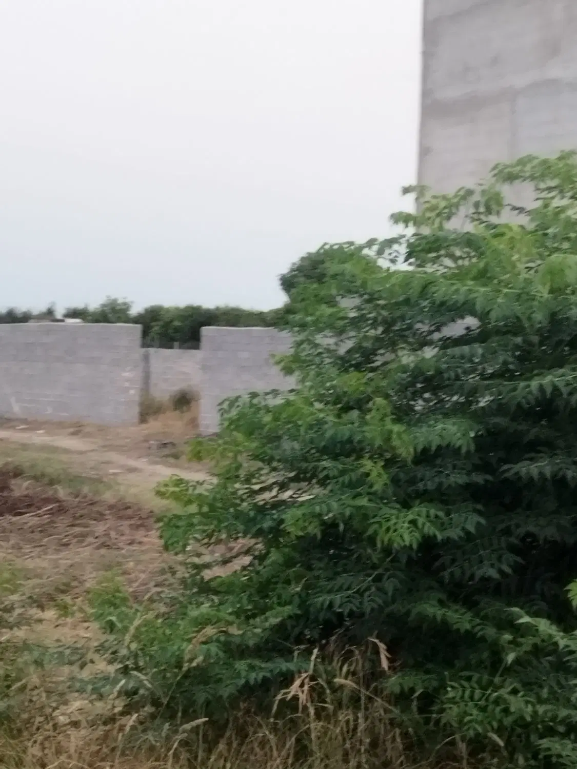 ۵۵۰مترباغ ازبافت مسکونی روستایی در بر اصلی