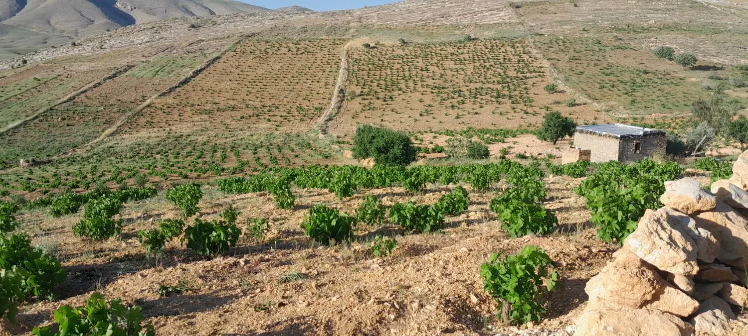 فروش باغ انگور یاقوتی