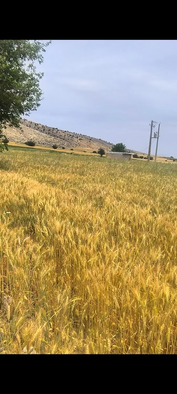 زمین کشاورزی