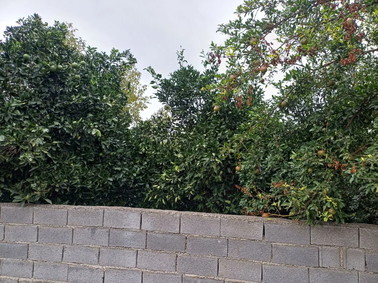 فروش باغ محصور شده