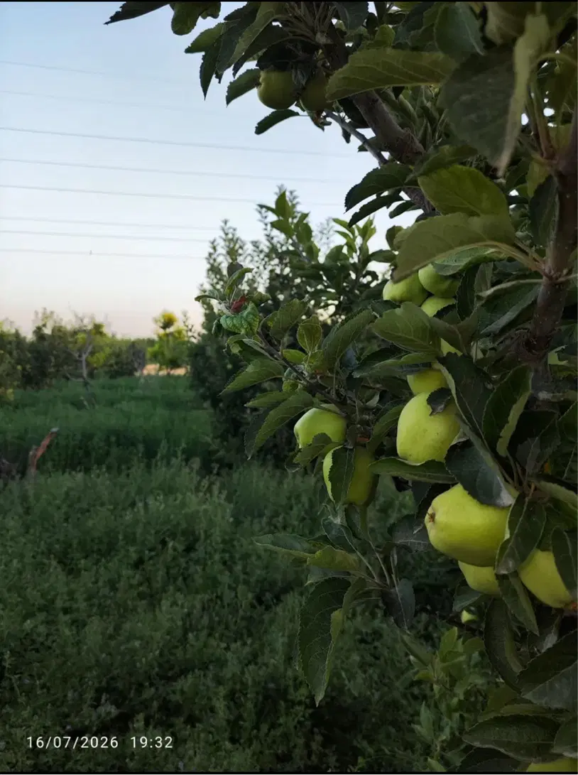 باغچه جاده سنتو ۲هکتار
