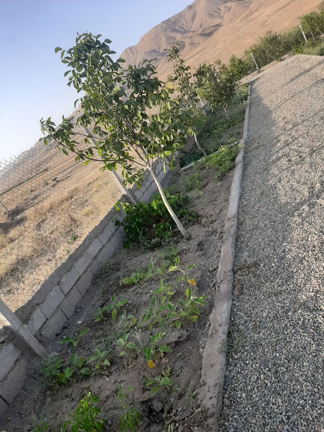 باغ به متراژ۲۵۰۰متر