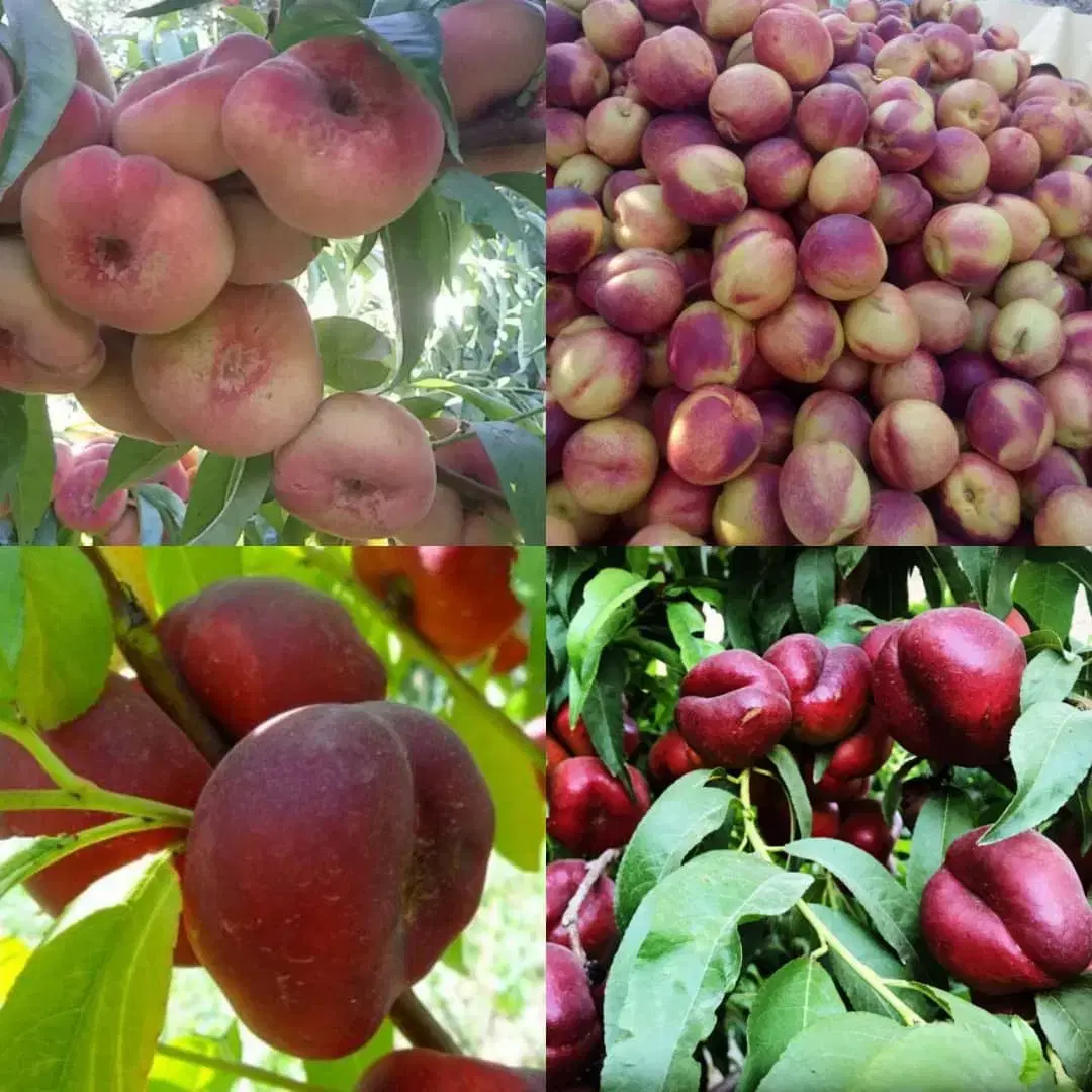 اجاره باغات میوه