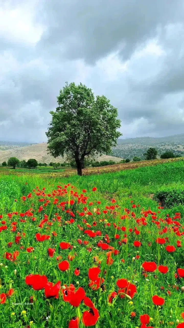 فروش زمین دیم