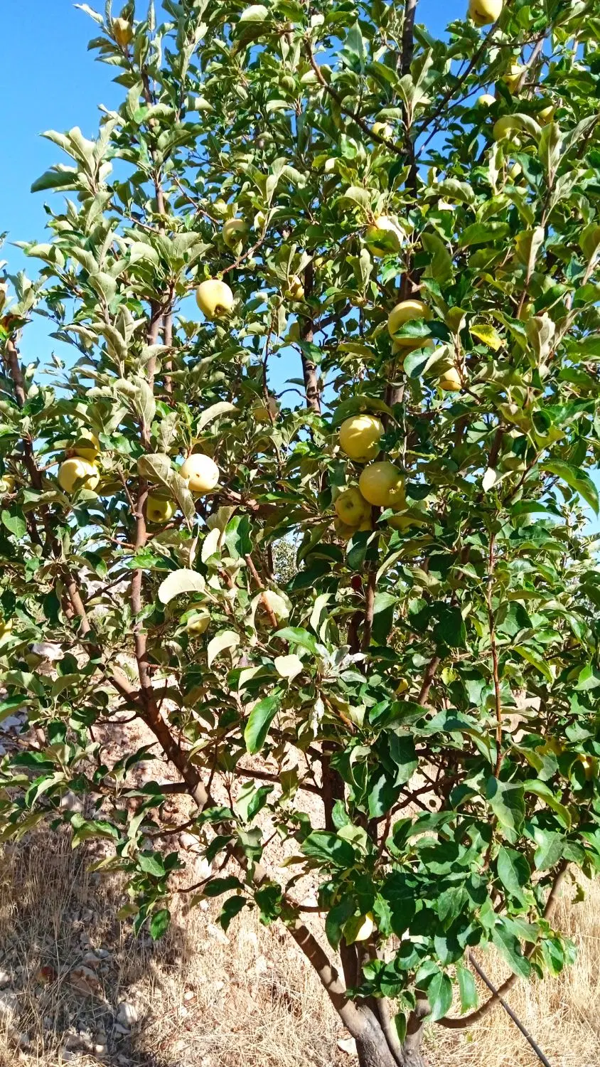 زمین زراعی 6500مترسندتکبرگ و3500مترباغ  ثمری فروشی
