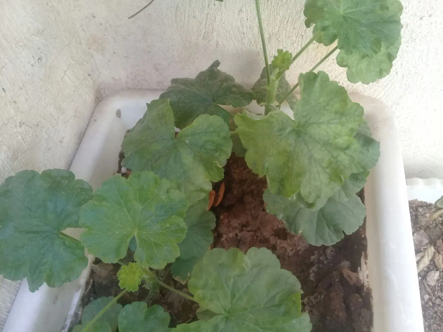 باغ ۱۳۰۰متری