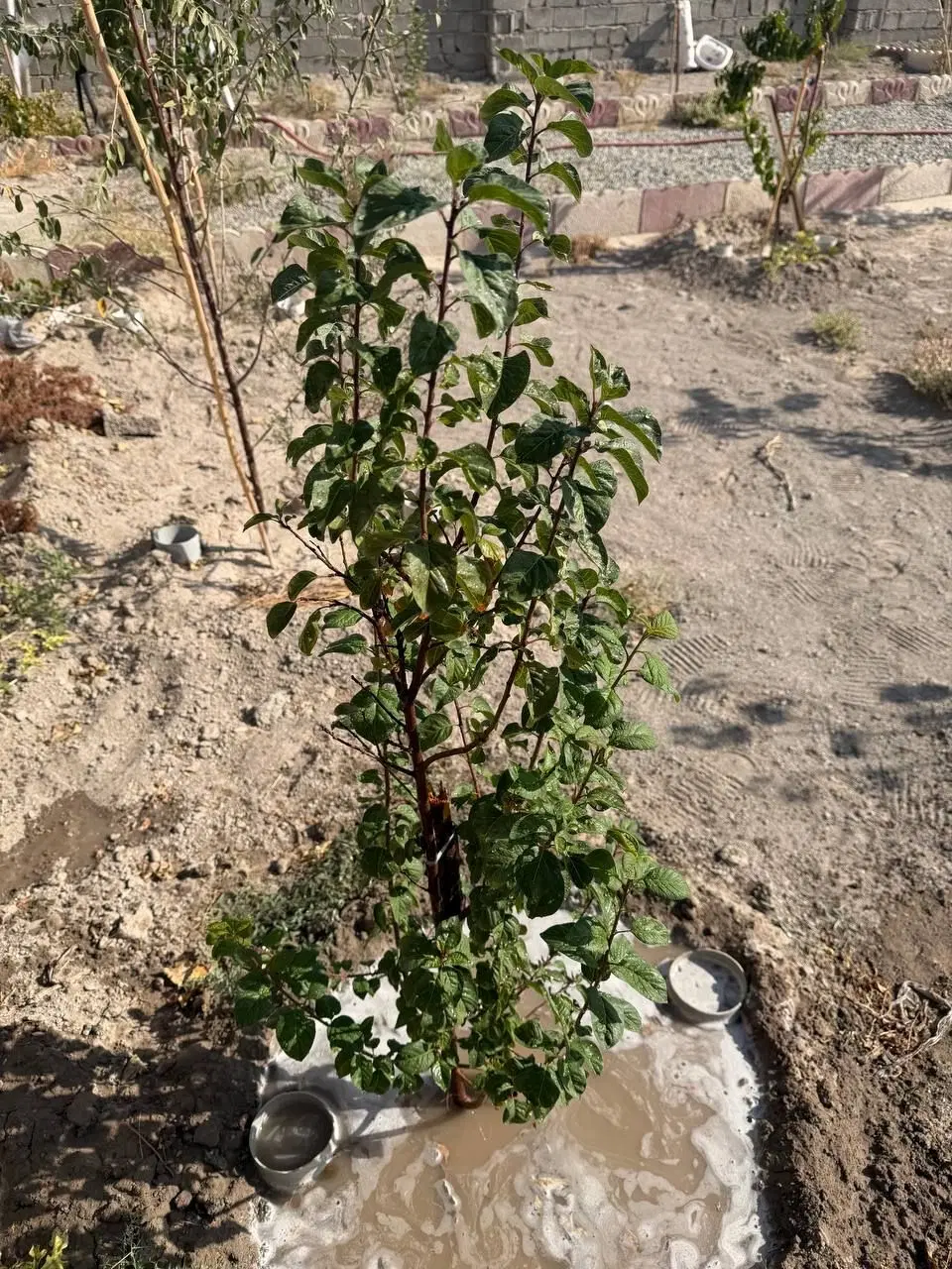 باغچه ۵۴۰ متری چهاردیواری مغاوصه با خودرو
