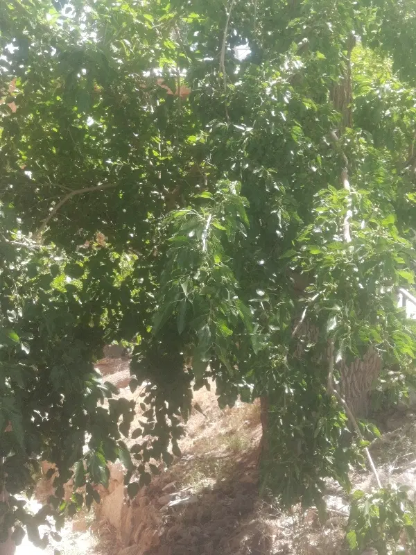 خونه باغ اجاره ای  در بنادک سادات