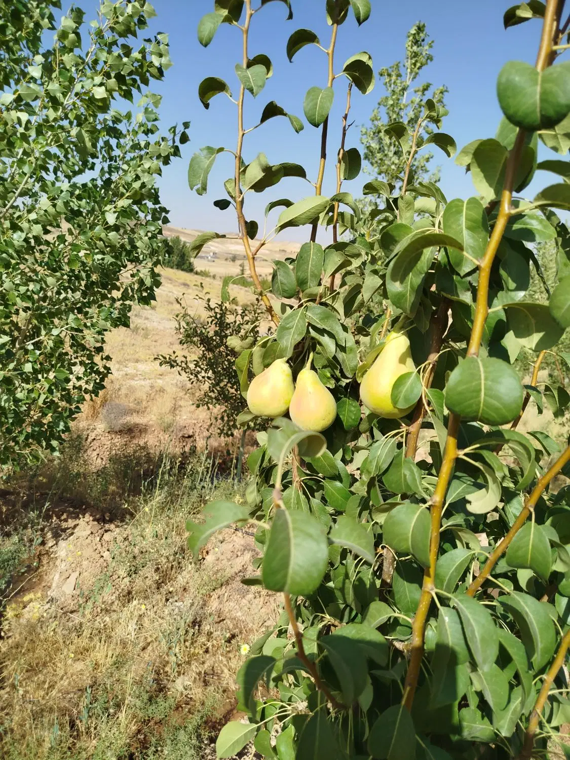 زمین1000متری بادرخت 5ساله