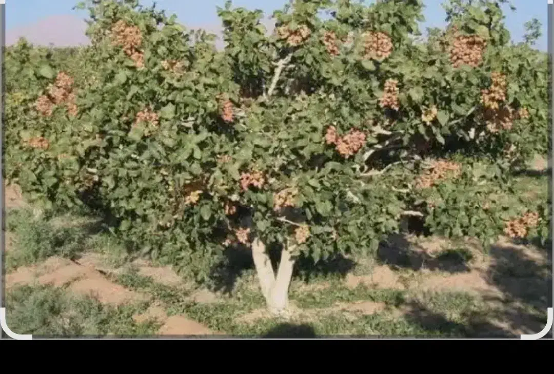 فروش زمین کشاورزی پسته با آب