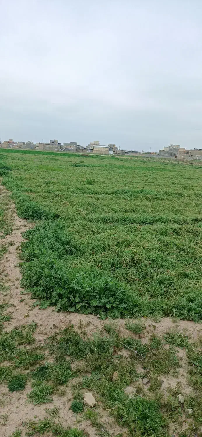 زمین استقلال جهت سرمایه گذاری فروش فوری