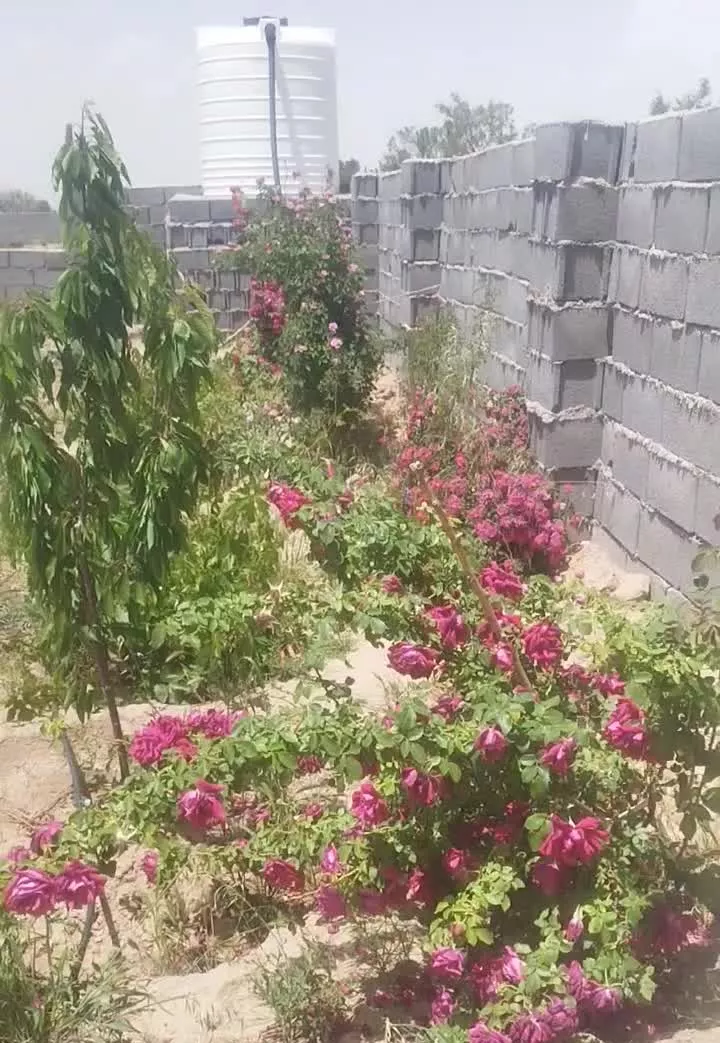 باغ ویلا با درختان بارده