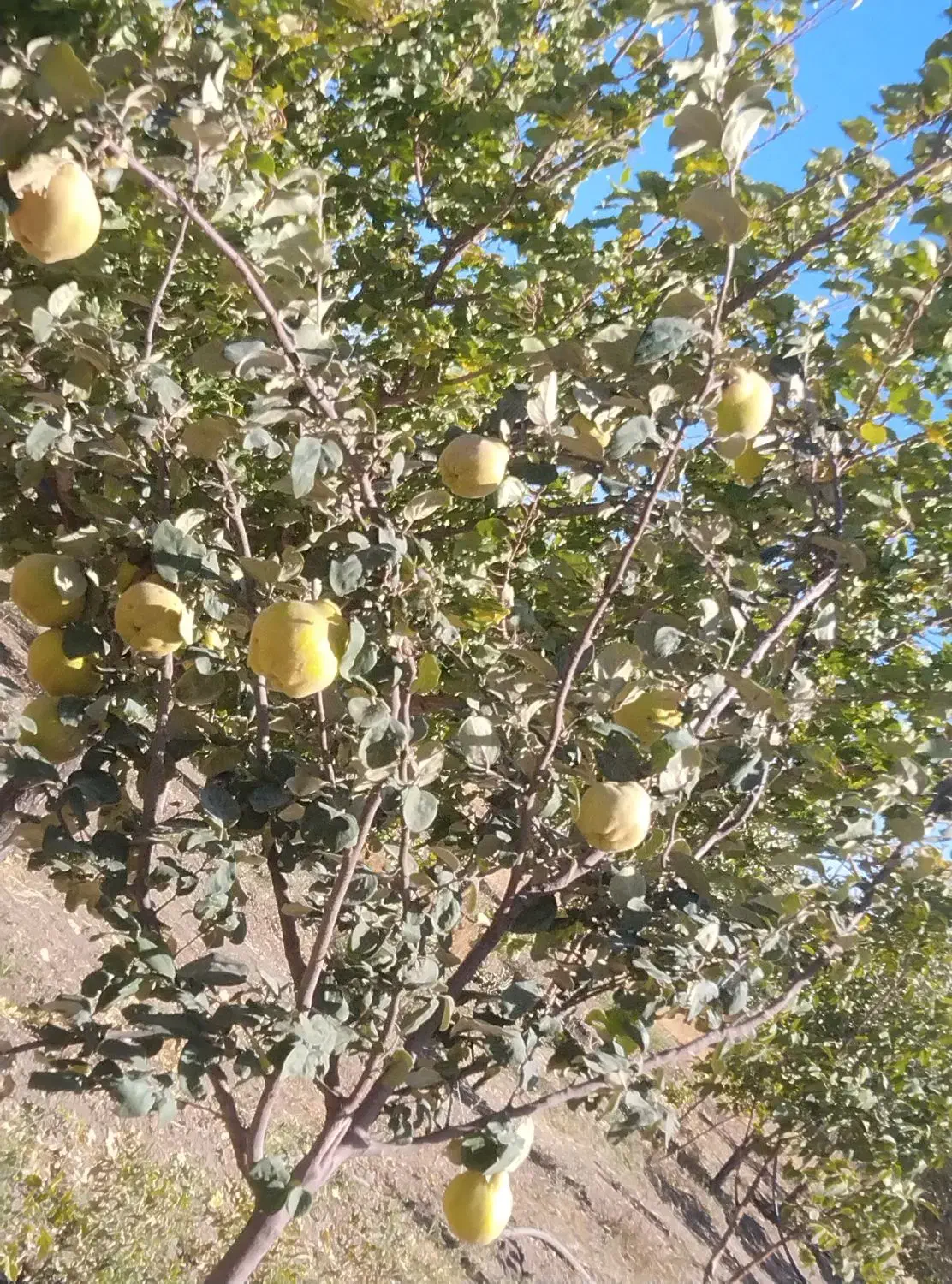 زمین کشاورزی