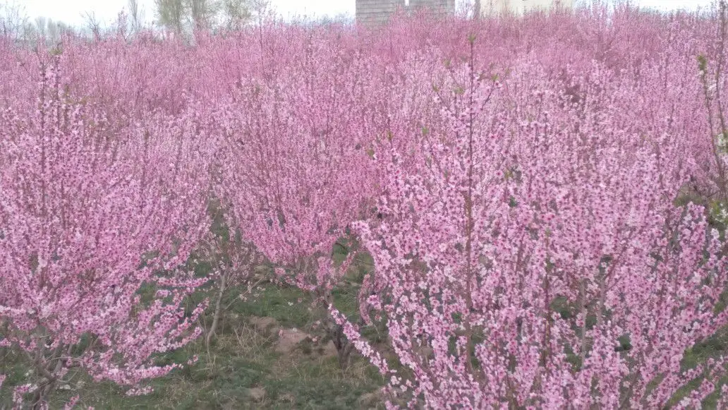 باغ ویلا چهاردیواری بیجق