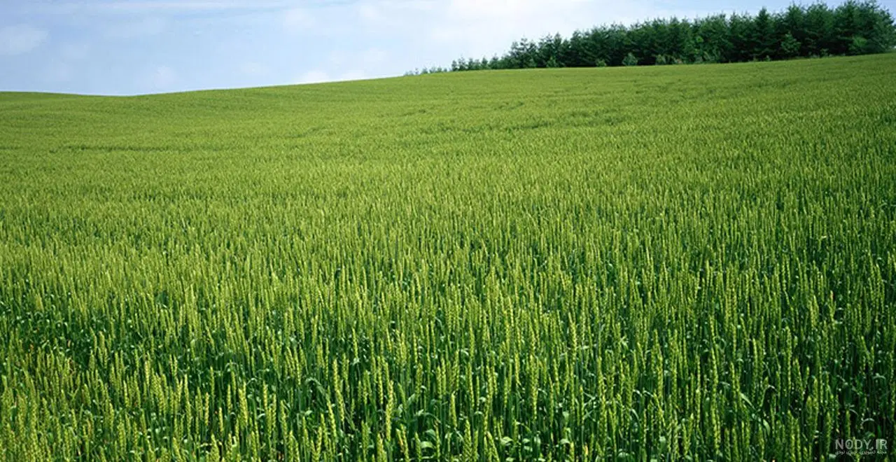 زمین کشاورزی.سند و مدارک کامل