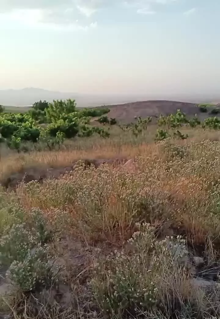 باغ انگور
