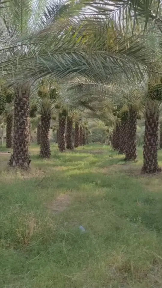 فروش تلمبه در شاهزاده ابراهیم