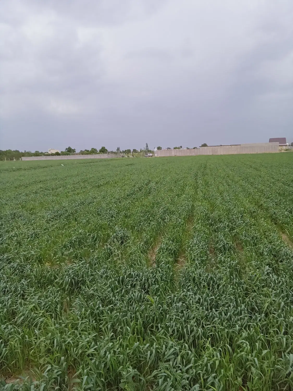 زمین کشاورزی.  ویلایی