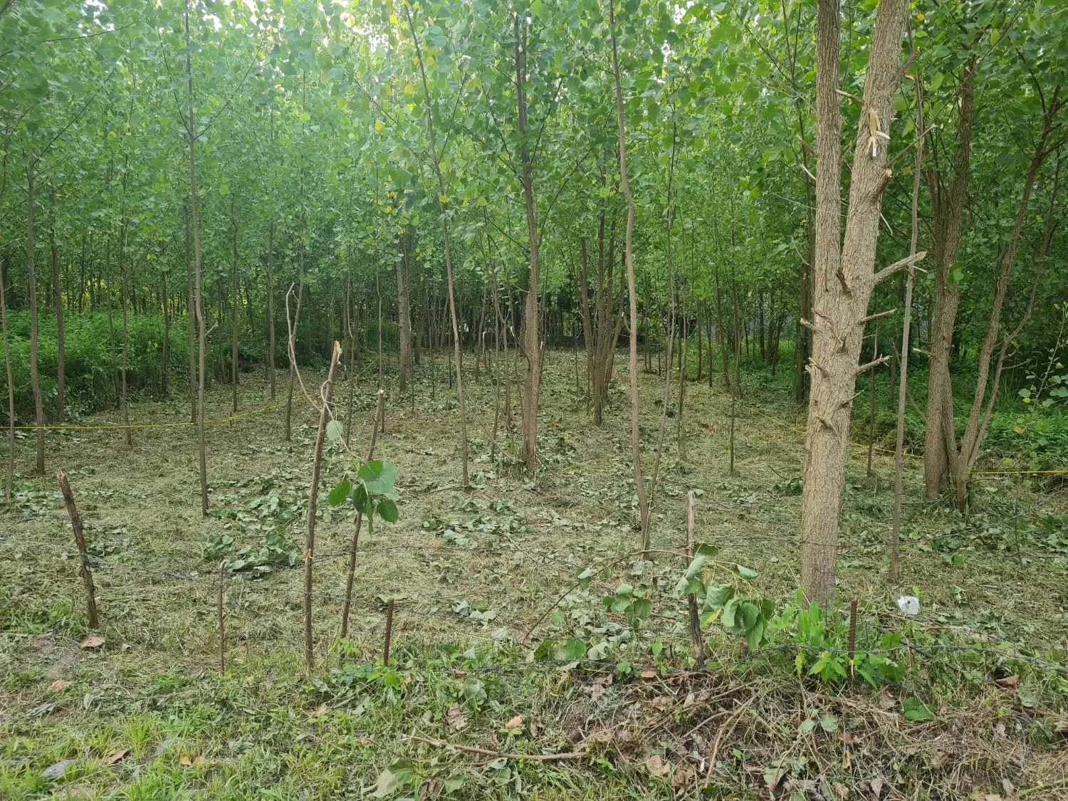 زمین مسکونی امامده