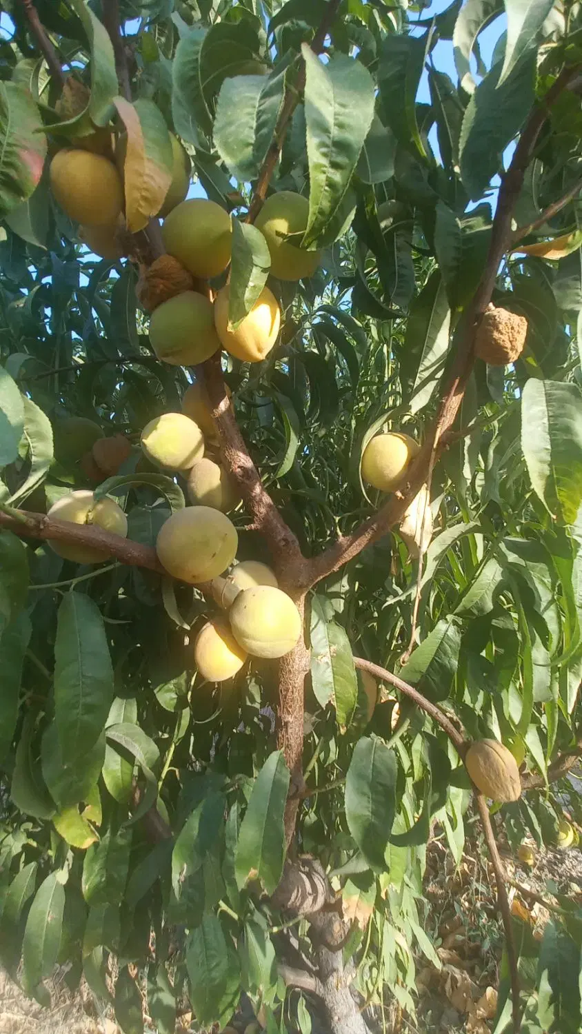 باغچه ۵۰۰متری فروشی فوری