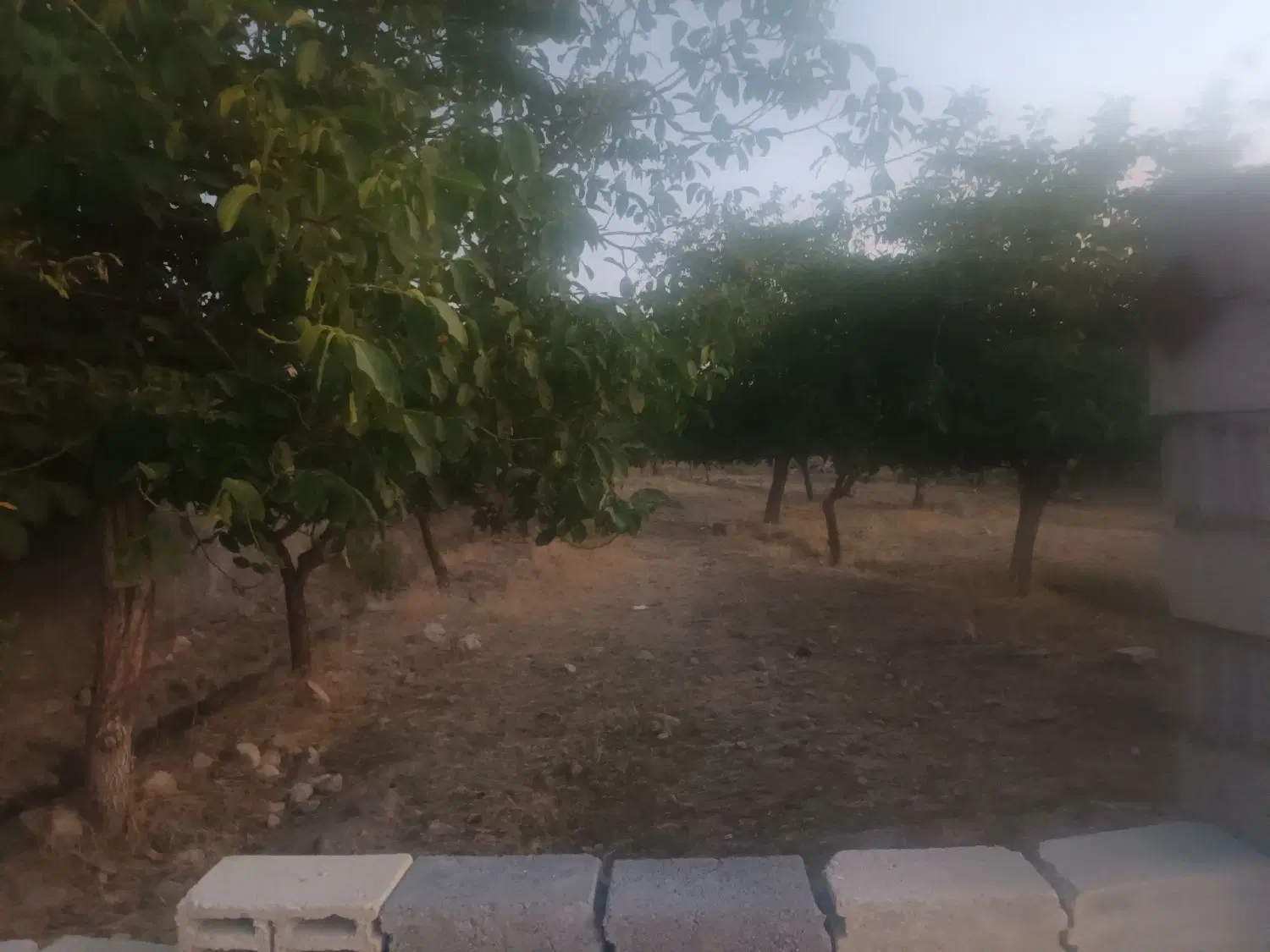 باغ سیب ۵۰۰ متر سیداوا