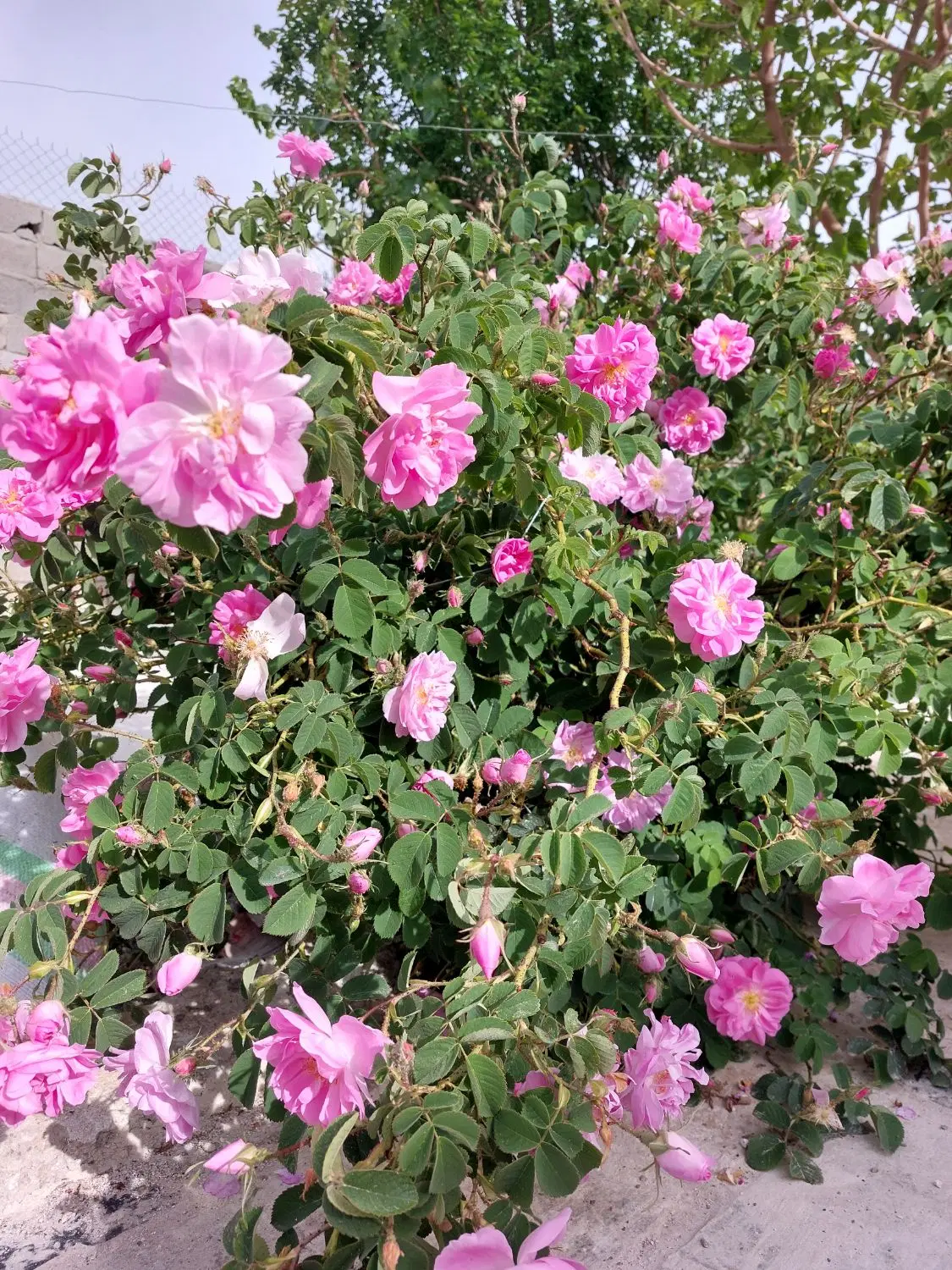 رهن کامل ویلای استخردار با ۵۰ مترساخت وسط شهر